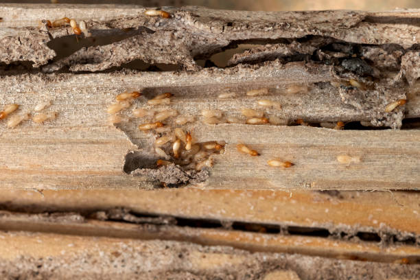 Best Emergency Pest Control  in Hendersonville, TN