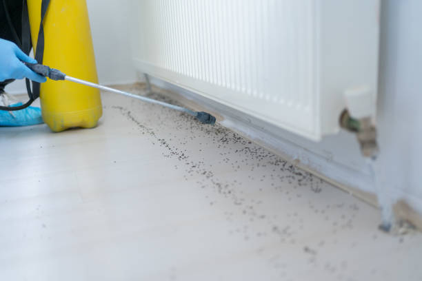 Best Flea Control Services  in Hendersonville, TN