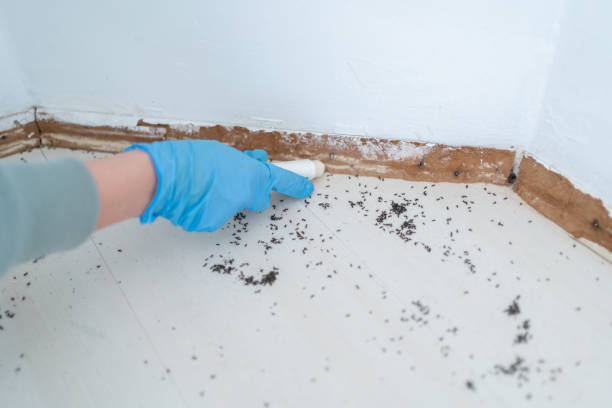 Professional Pest Control in Hendersonville, TN